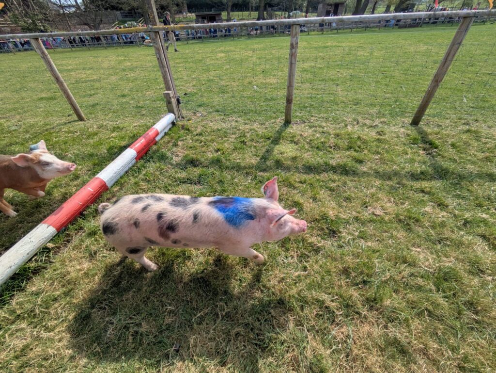 The annual Easter Eggstravaganza at Willows Activity Farm.