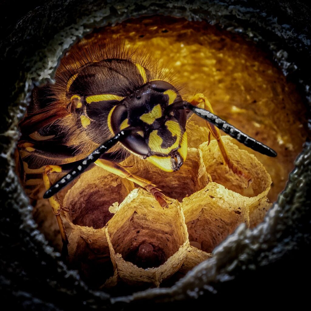 A WASP TENDING ITS NEST by Steve Collins