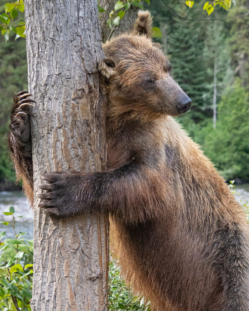 BROWN BEAR'S FAVOURITE SCRATCHING TREE LEFT