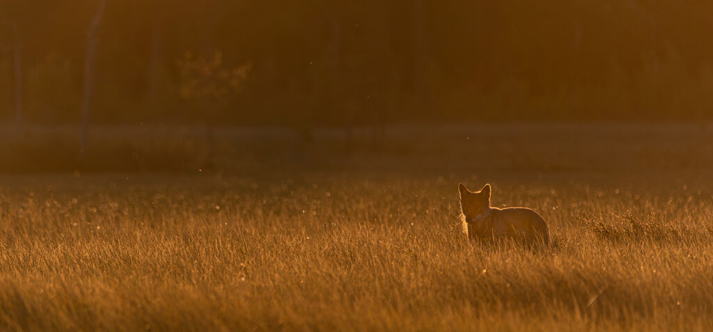 DAWN PREDATOR by Peter Whitehead
