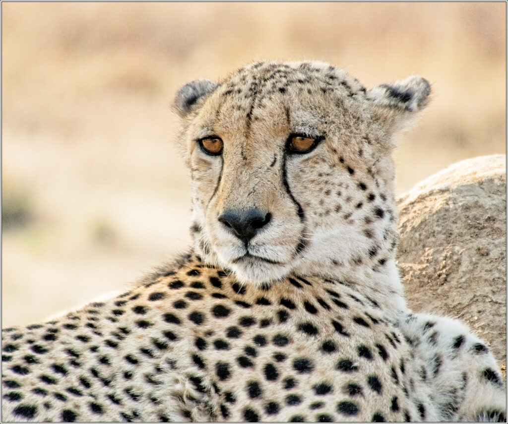 MALE CHEETAH by Malcolm Jenkins