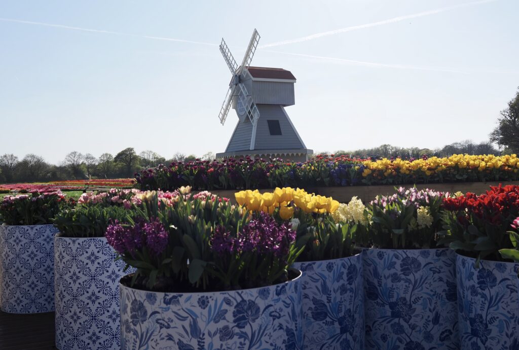 Tulleys Tulip Fields near Willows Activity Farm. Photo: John Andrews