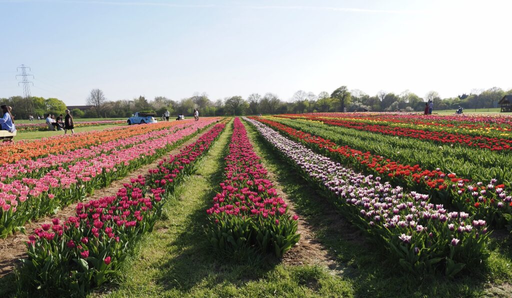 Tulleys Tulip Fields near Willows Activity Farm. Photo: John Andrews