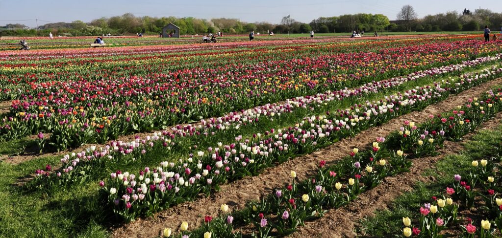 Tulleys Tulip Fields near Willows Activity Farm. Photo: John Andrews