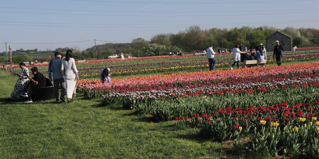 Tulleys Tulip Fields near Willows Activity Farm. Photo: John Andrews