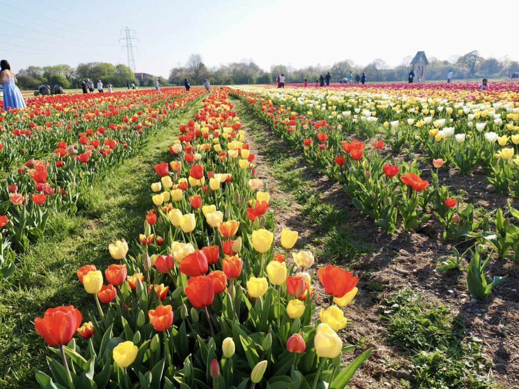 Tulleys Tulip Fields near Willows Activity Farm. Photo: John Andrews