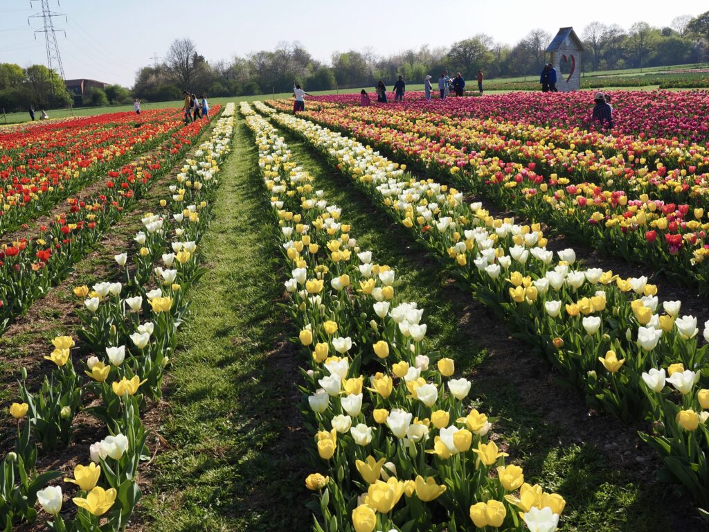 Tulleys Tulip Fields near Willows Activity Farm. Photo: John Andrews