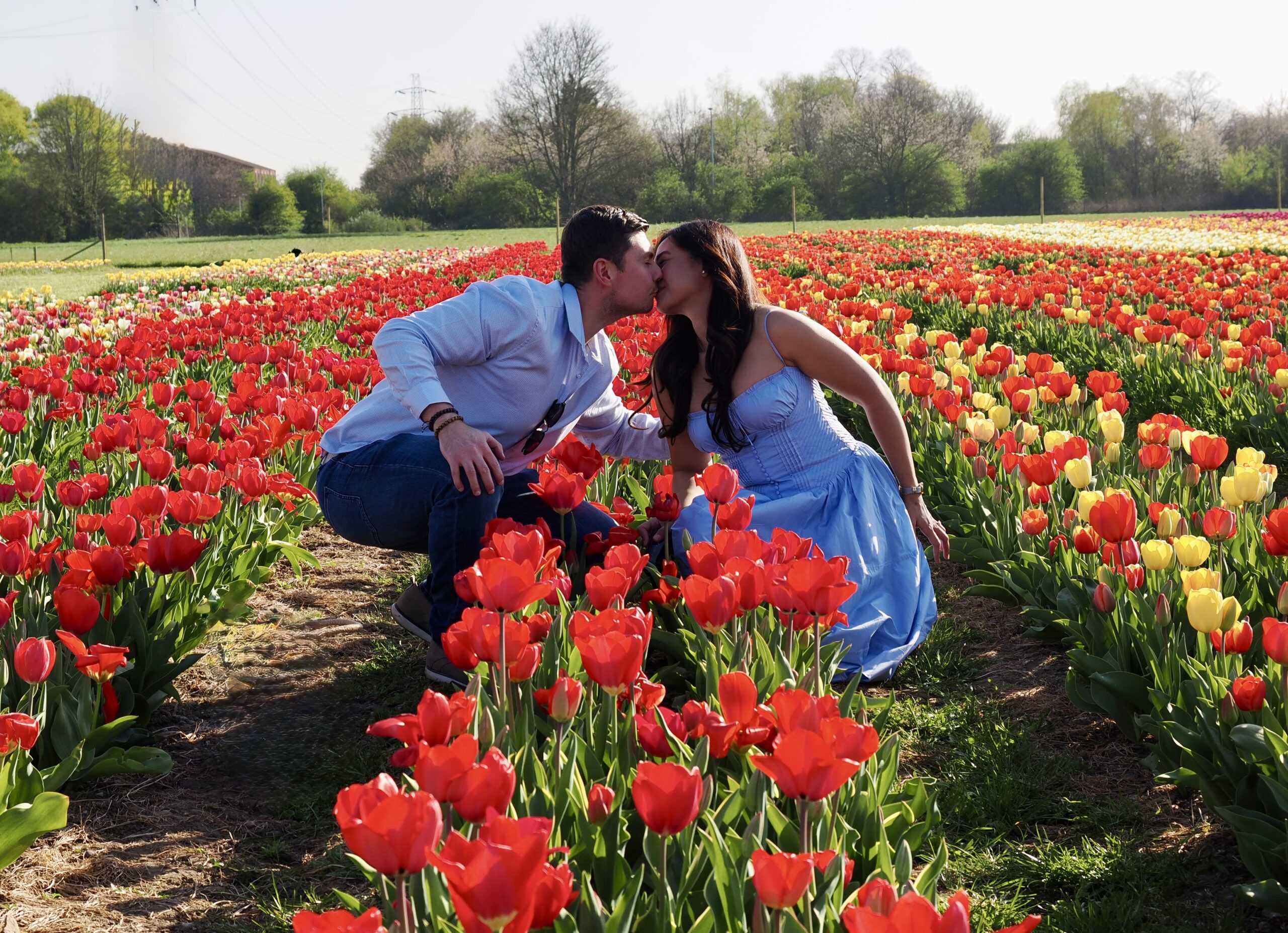 Tulleys Tulip Fields near Willows Activity Farm. Photo: John Andrews