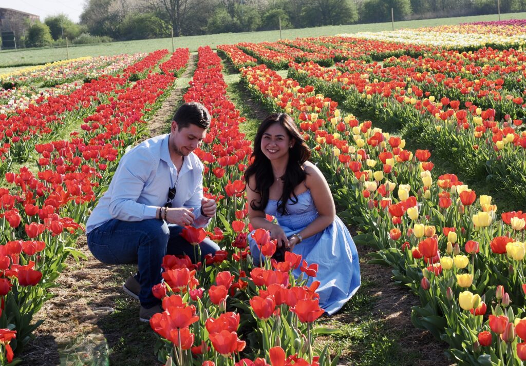Tulleys Tulip Fields near Willows Activity Farm. Photo: John Andrews