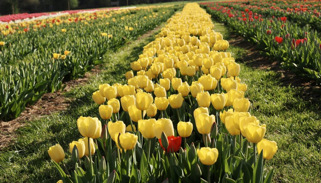 Tulleys Tulip Fields near Willows Activity Farm. Photo: John Andrews