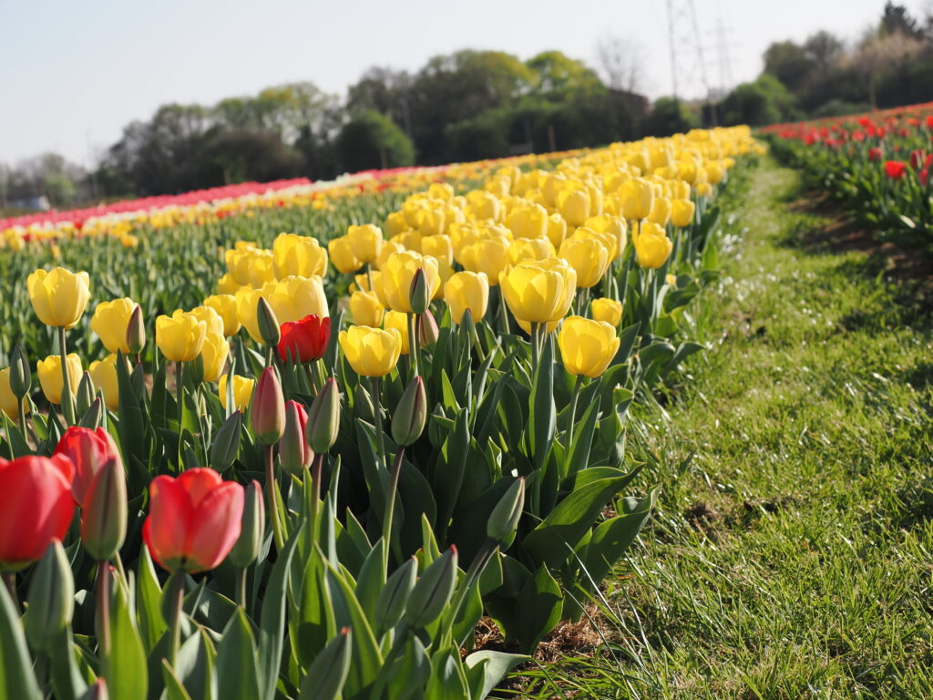 Tulleys Tulip Fields near Willows Activity Farm. Photo: John Andrews