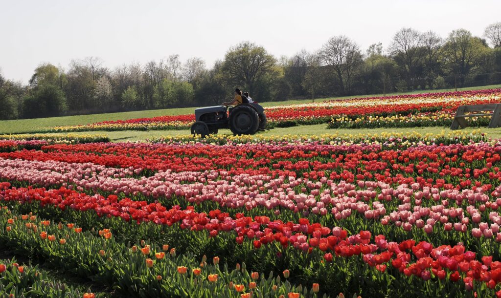 Tulleys Tulip Fields near Willows Activity Farm. Photo: John Andrews