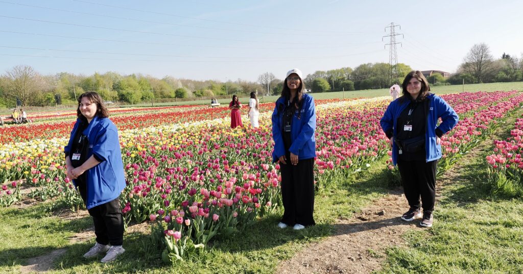 Tulleys Tulip Fields near Willows Activity Farm. Photo: John Andrews