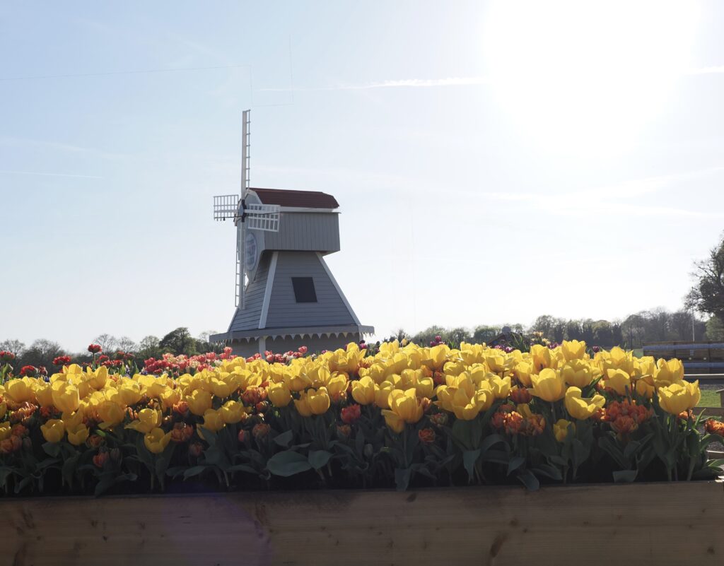 Tulleys Tulip Fields near Willows Activity Farm. Photo: John Andrews