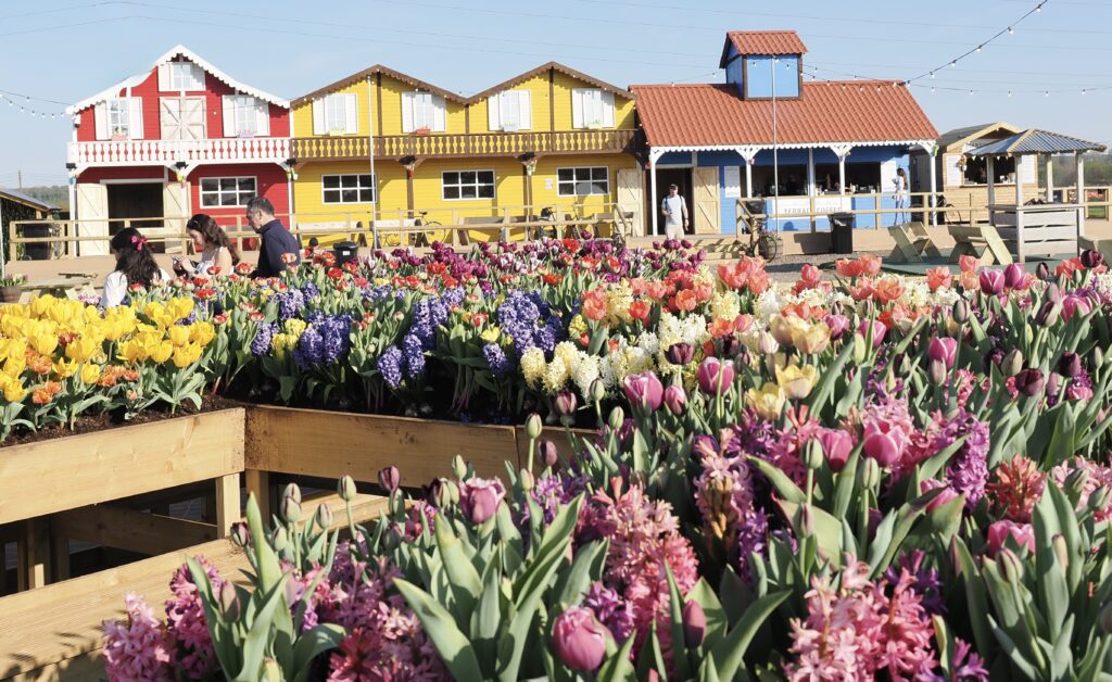 Tulleys Tulip Fields near Willows Activity Farm. Photo: John Andrews