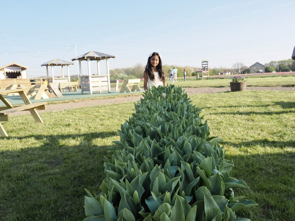 Tulleys Tulip Fields near Willows Activity Farm. Photo: John Andrews
