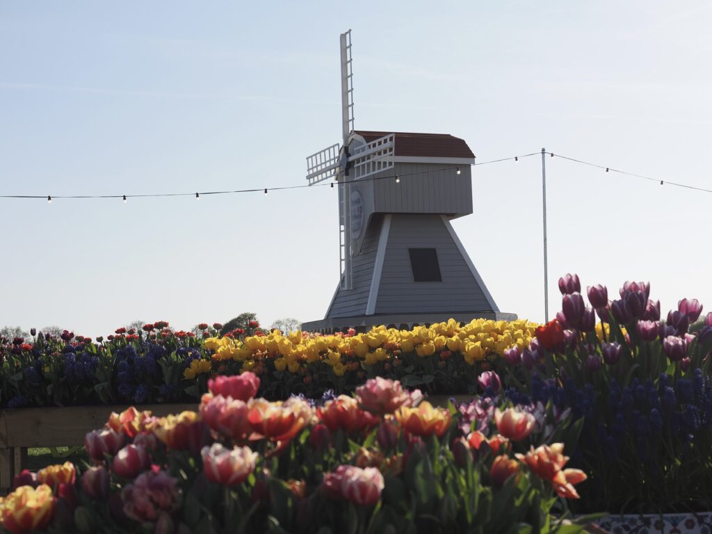 Tulleys Tulip Fields near Willows Activity Farm. Photo: John Andrews