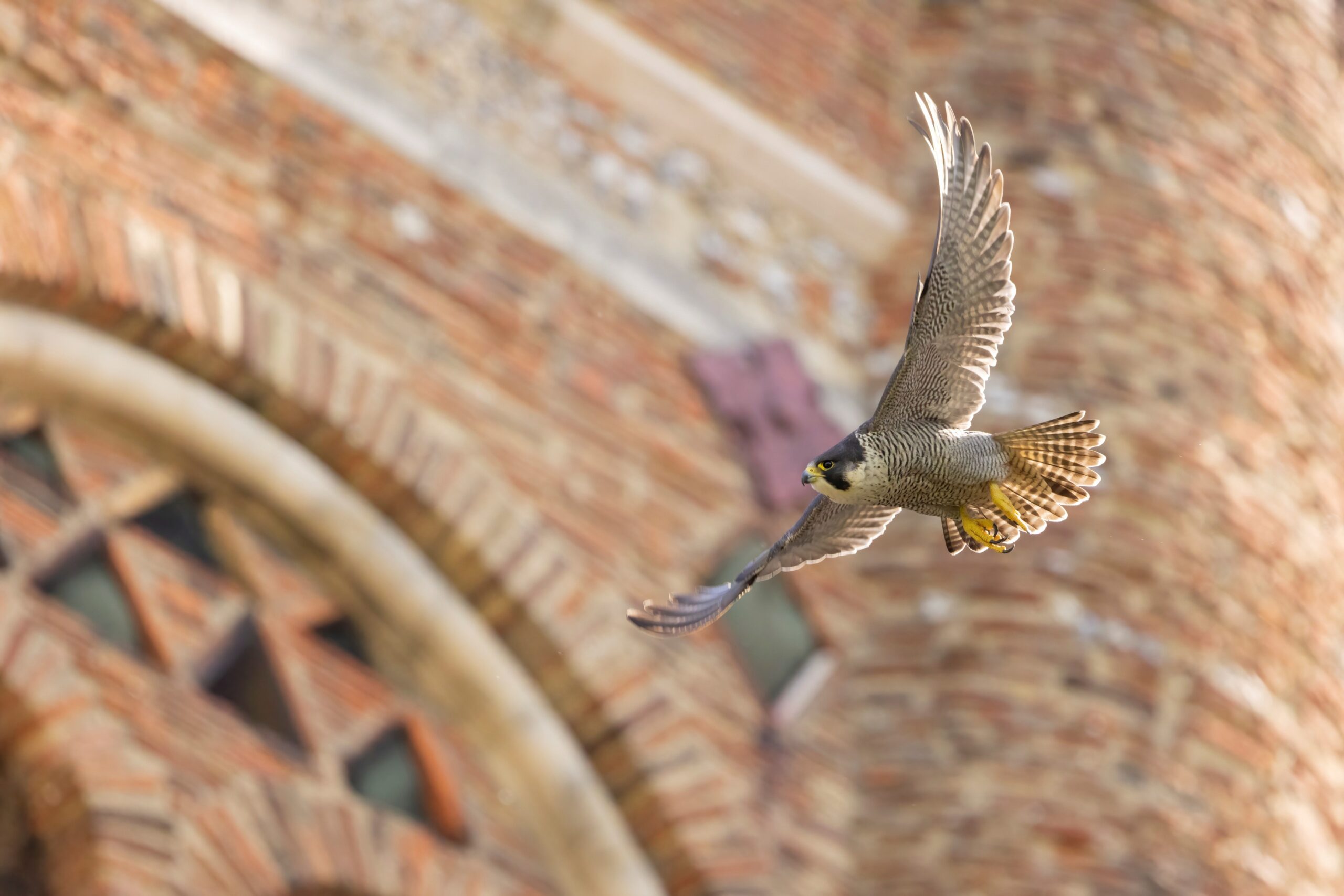 Peregrine Falcon in flight at St Albans Cathedral (c) Patrick Wainwright