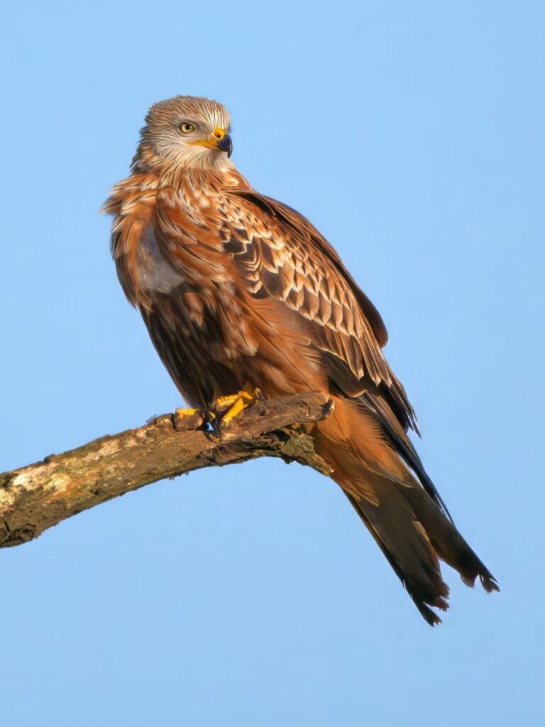 RED KITE by John Roughan