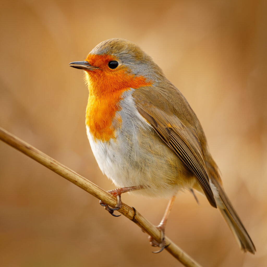 ROBIN ON REED by Mark Field