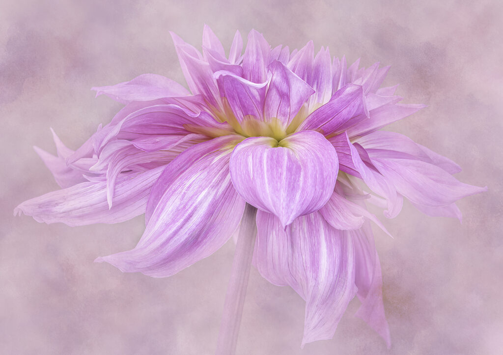 SIR ALF RAMSEY DAHLIA 2 by Brian Cooke