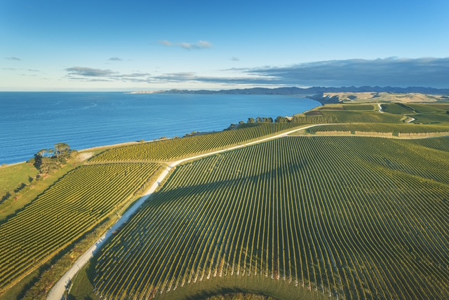 Yealands Seaview vineyard