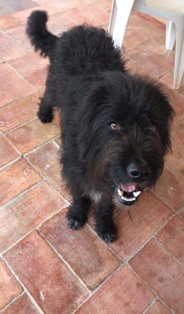 Benji the dog