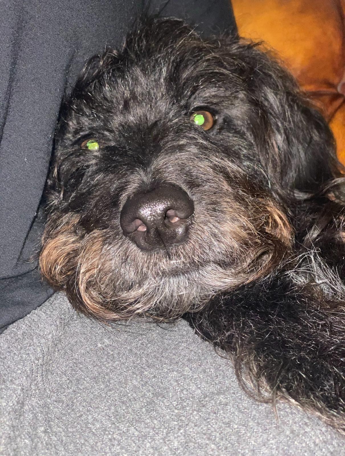 Benji the dog