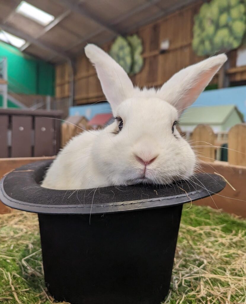 Magic and Mayhem at Willows Activity Farm
