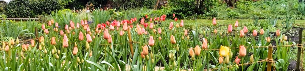 St Albans Soroptimists hold tree dedication and Orange the World tulips commemoration event at Civic Rose Garden