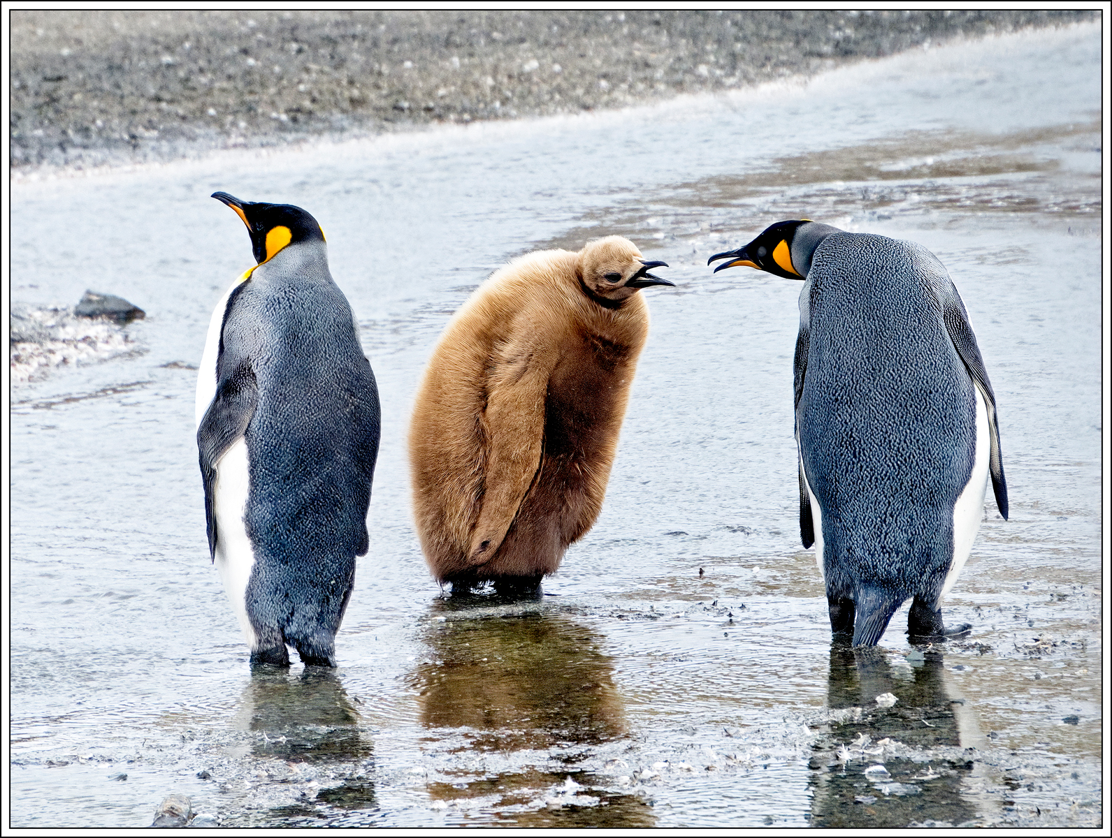 Petulant Adolescent Chick by Malcolm Jenkins