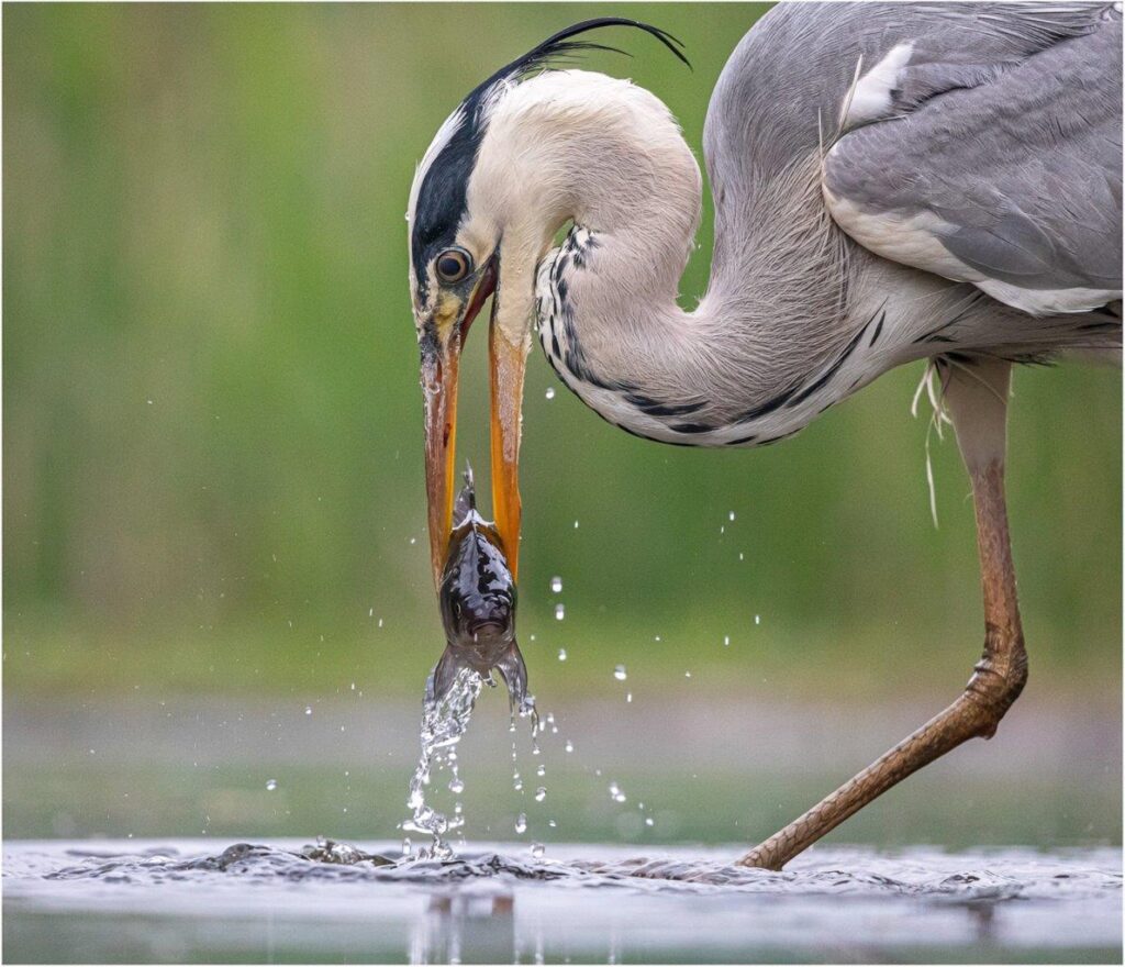 Fish out of Water by Anne-Marie Smith