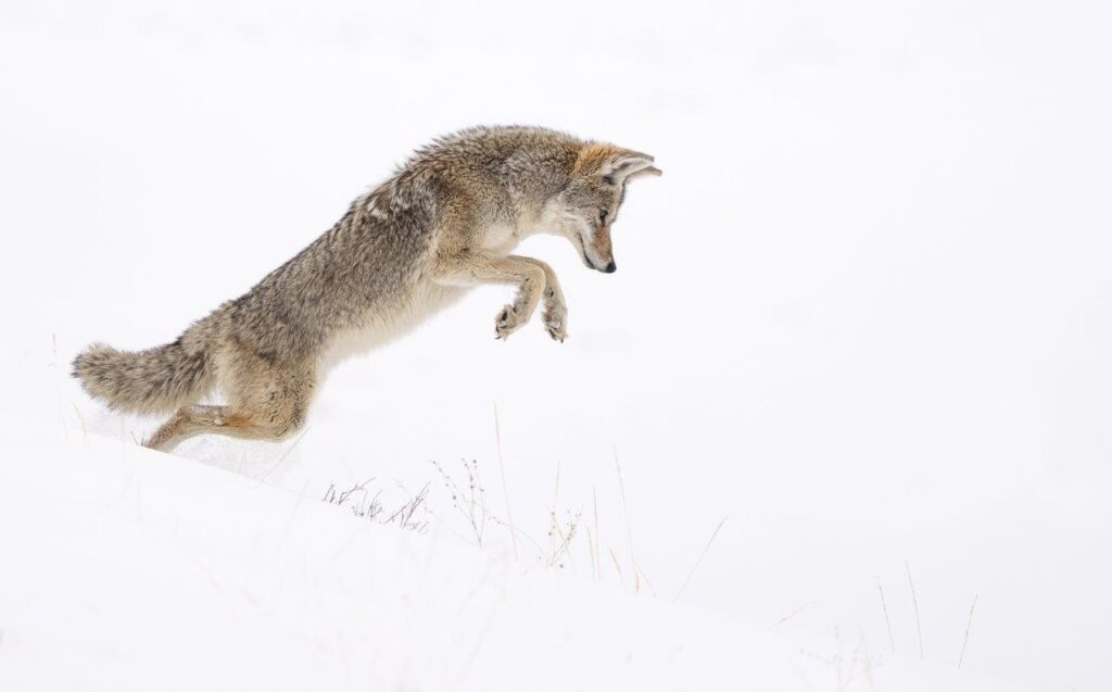Coyote hunting, Yellowstone by Ali Asplin