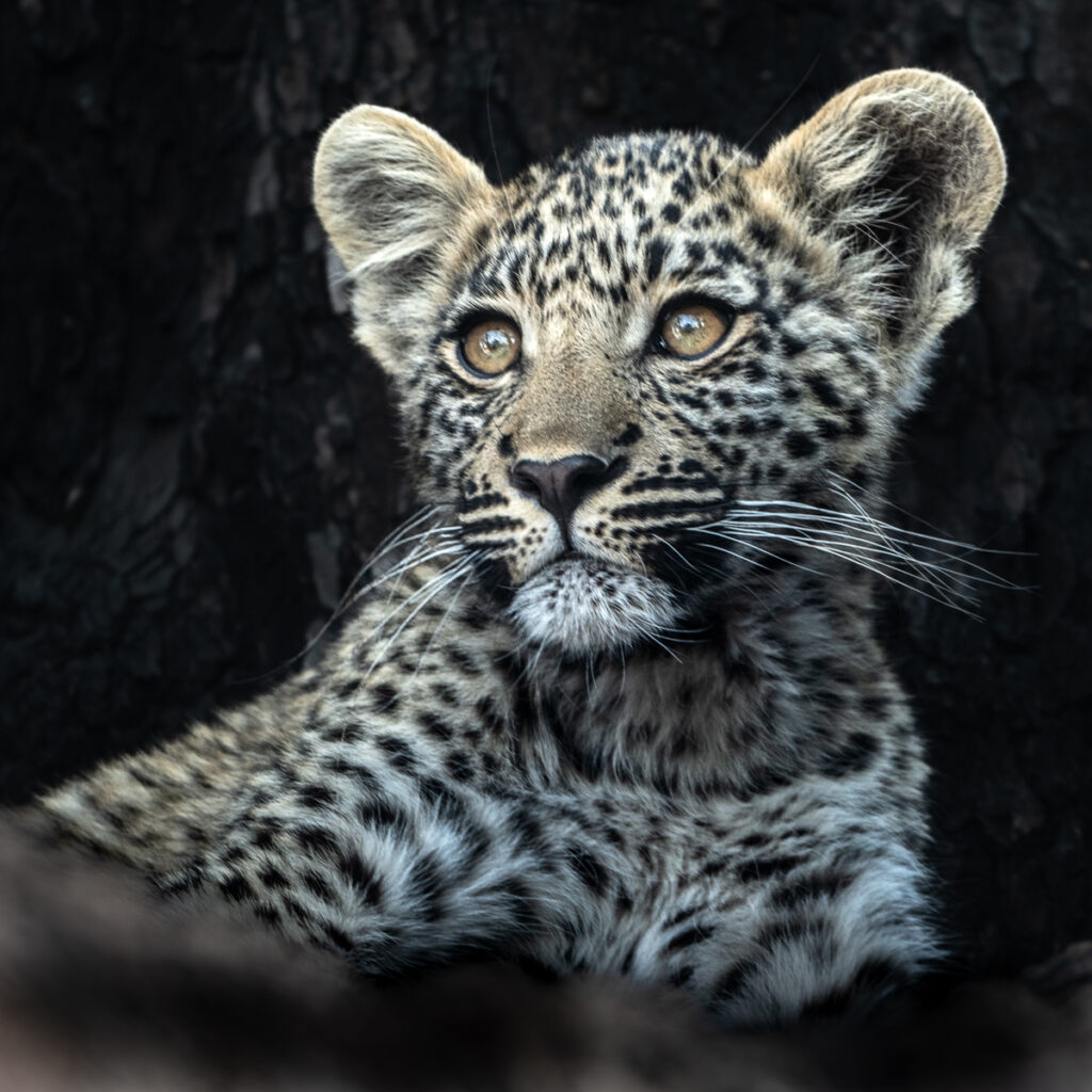 Leopard Cub Hidden From Harm by Julie Cawthorpe