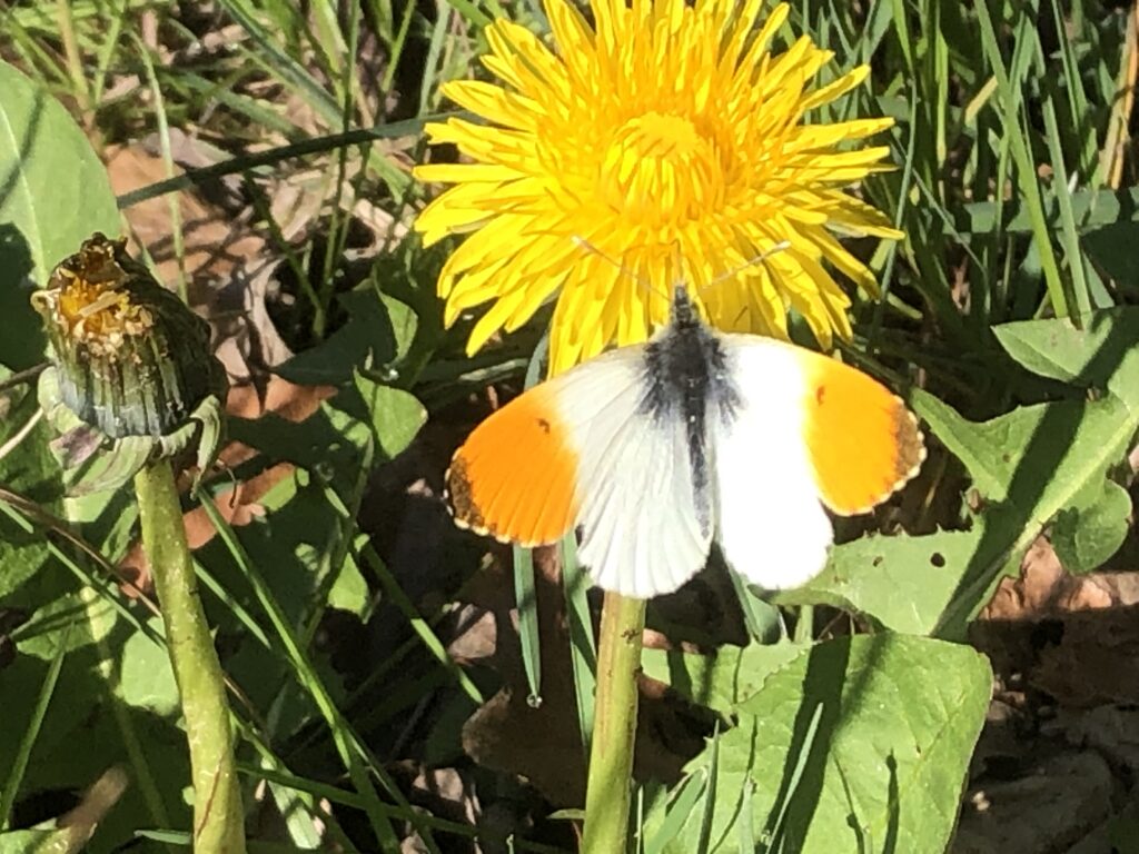 An orange tip butterfly. Photo: Malcolm Hull