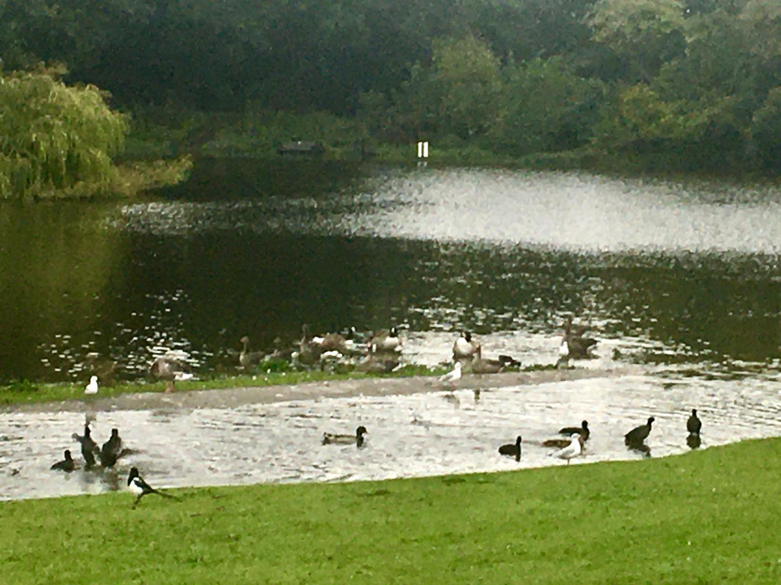 Verulamium Park. Photo: Dr Robert Wareing