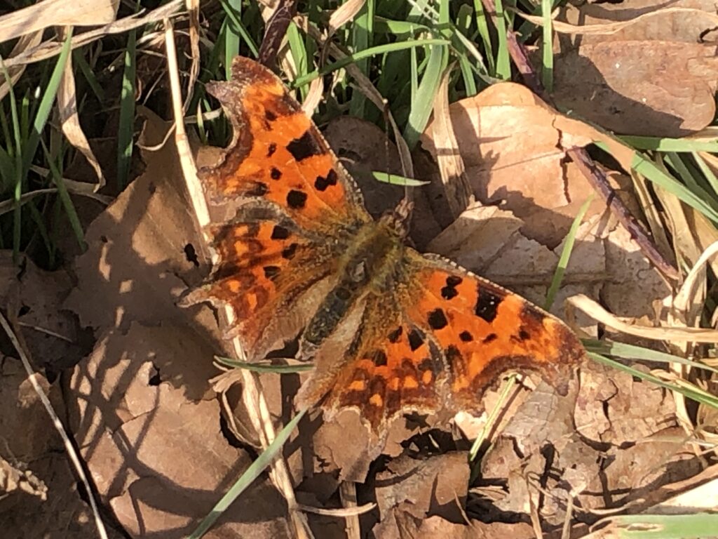A comma butterly. Photo: Malcolm Hull