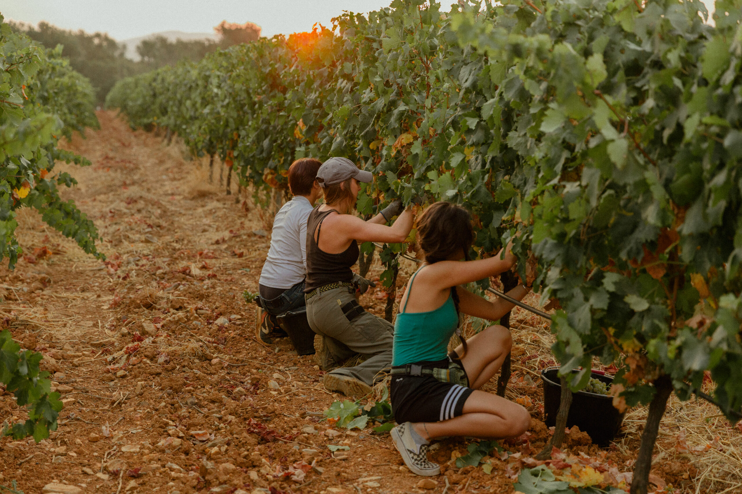 Harvesting at Château Galoupet