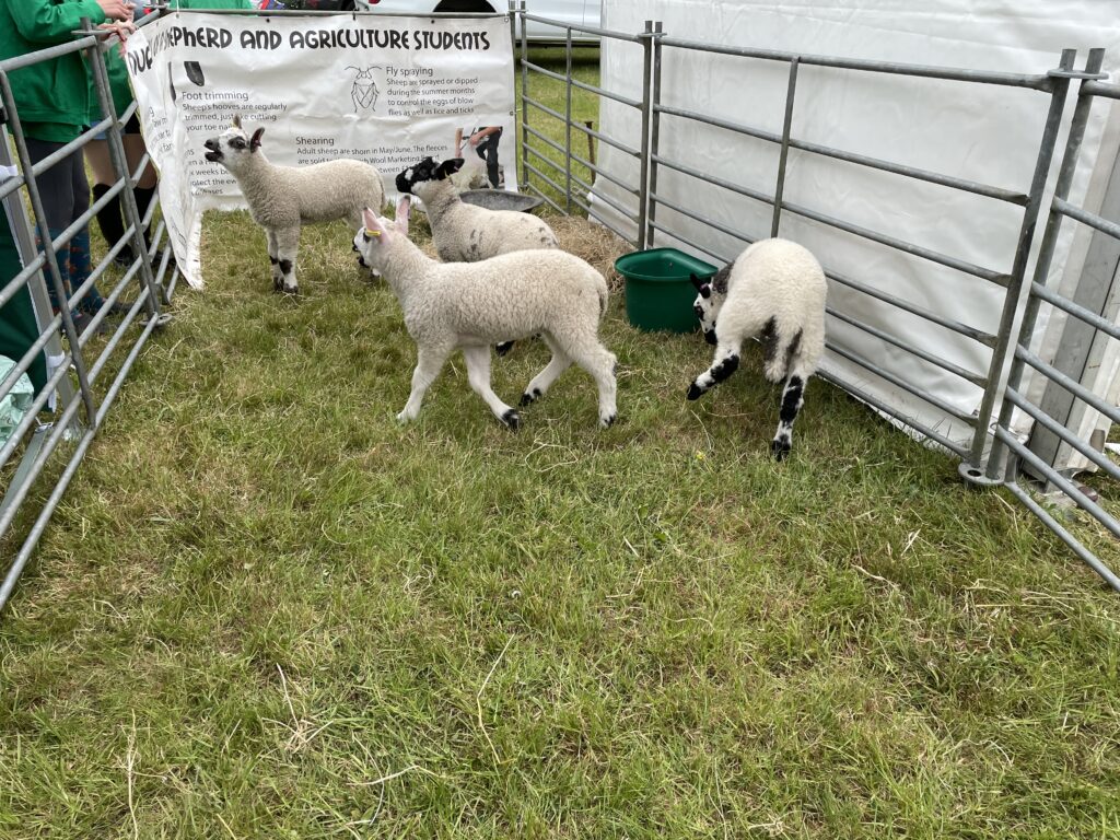 Herts County Show 2025
