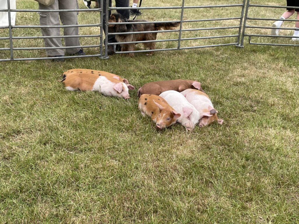 Herts County Show 2025