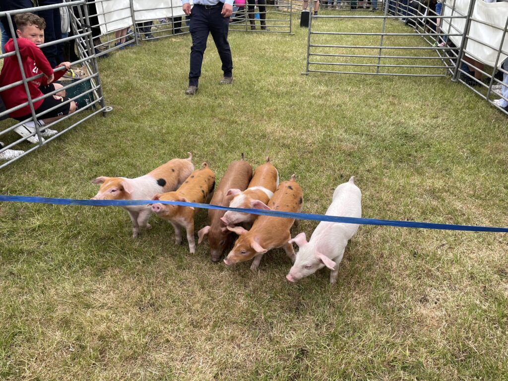 Herts County Show 2025