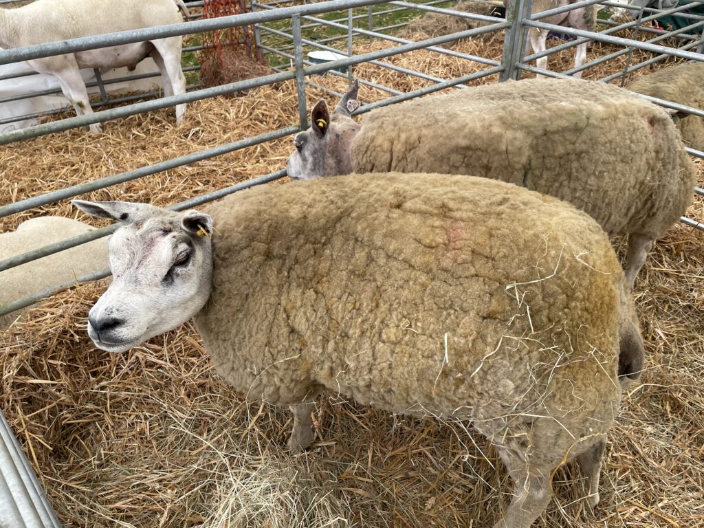 Herts County Show 2025