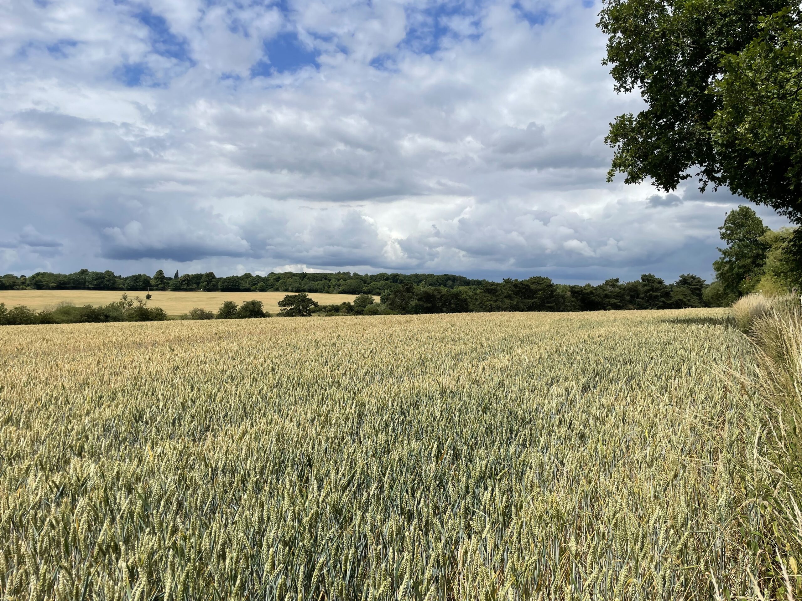 Green Belt land is at risk of development