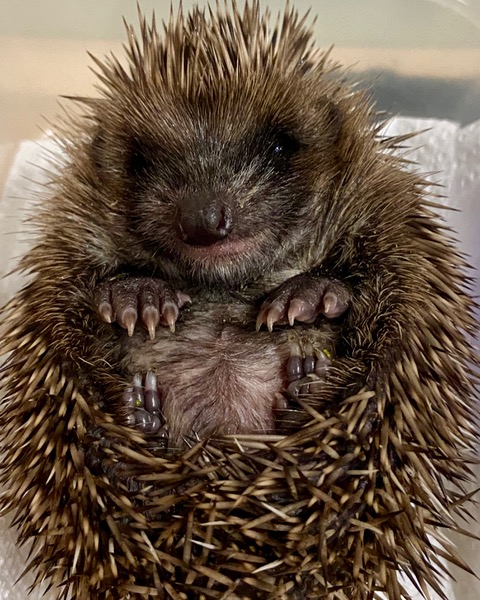 It's Hedgehog Awareness Week.