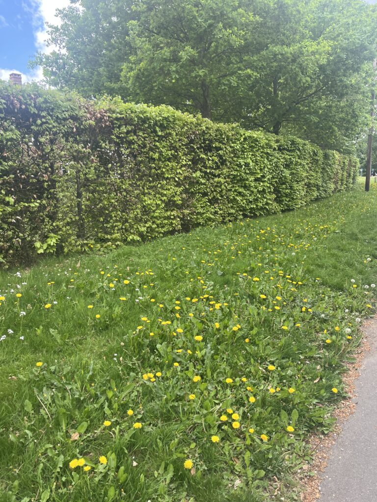Leave a patch of grass to grow wild this May.