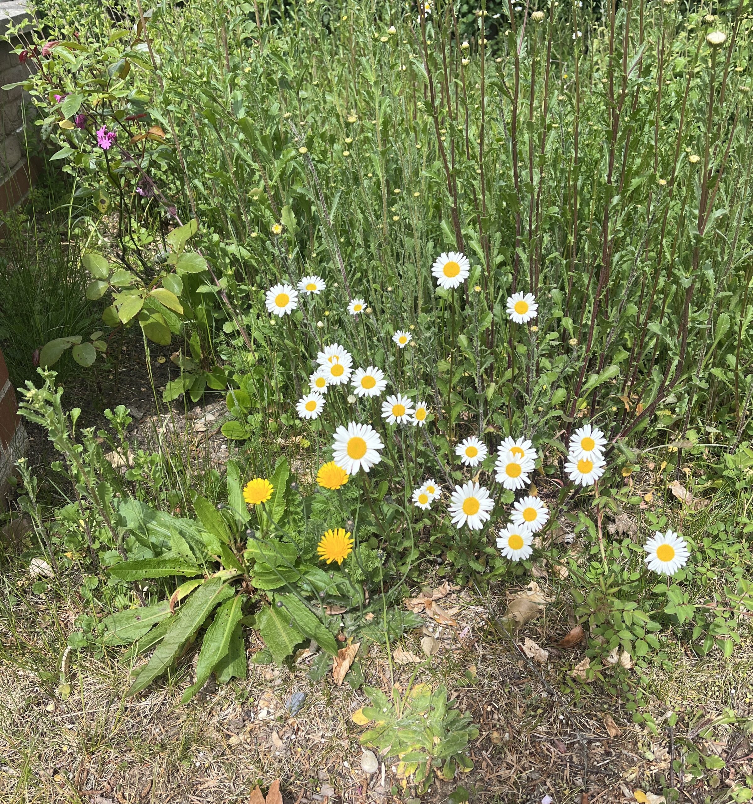No Mow May encourages pollinators