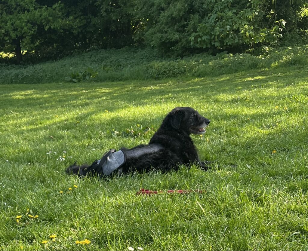 Benji the dog