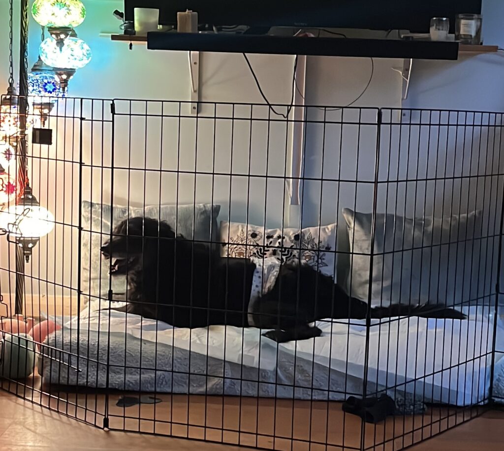 Benji the dog