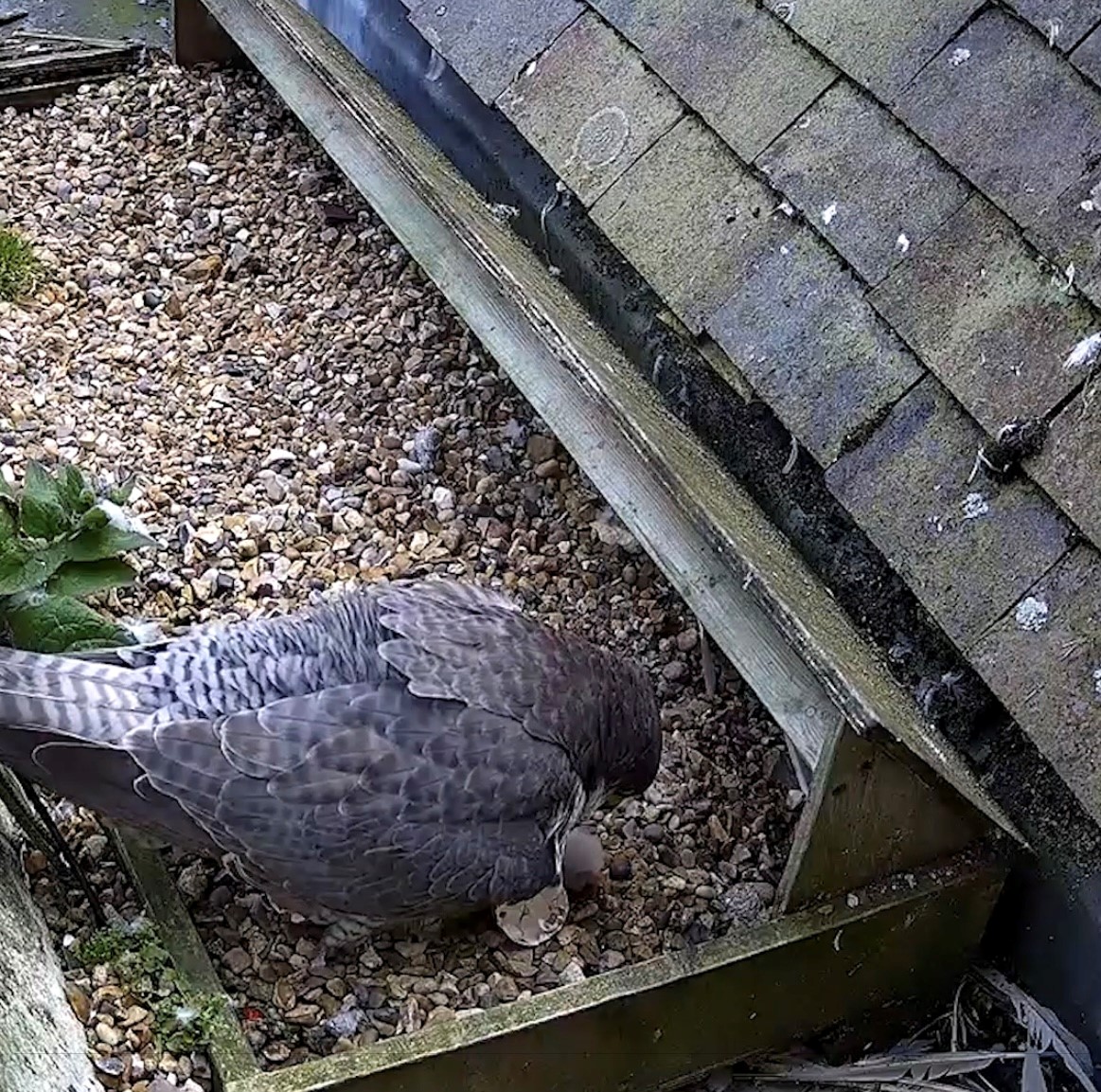 Peregrine with chick which hatched on June 9 2025.
