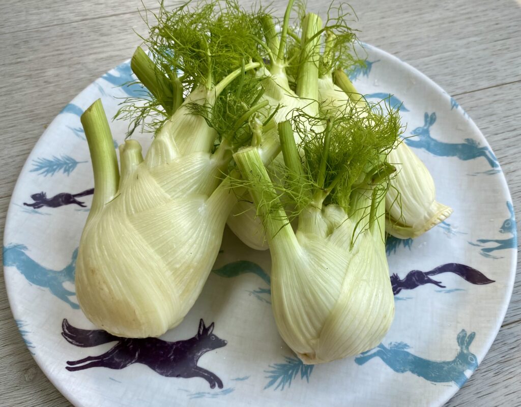 Raw fennel bulbs